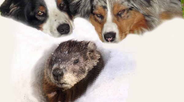 Groundhog.GaWy_650x350