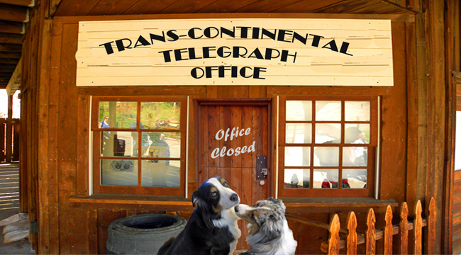 telegraph-gawy_650x360