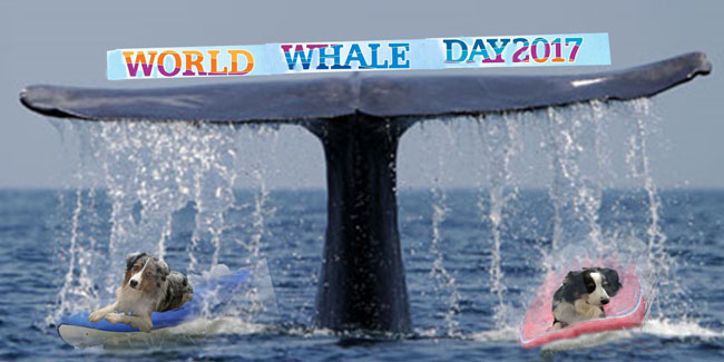 whaleday-gawy_650x320