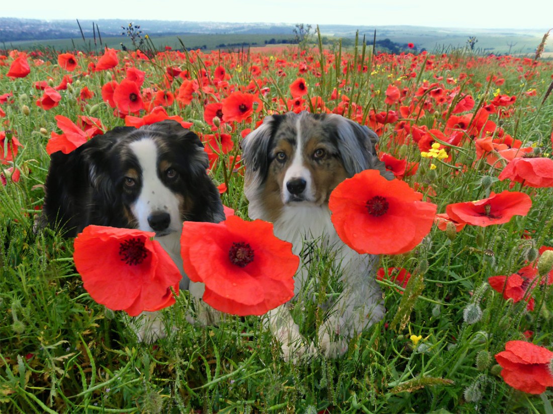 Flanders.GaWy_1200x900