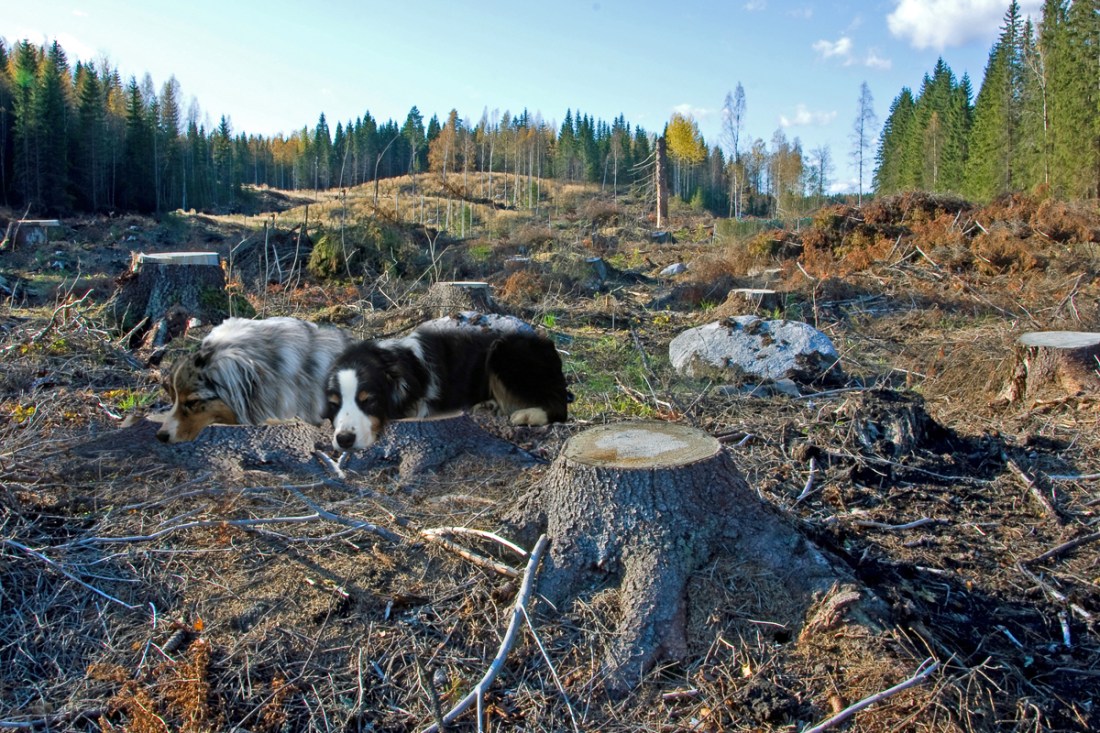 ClearCut.GaWy3_1200x800