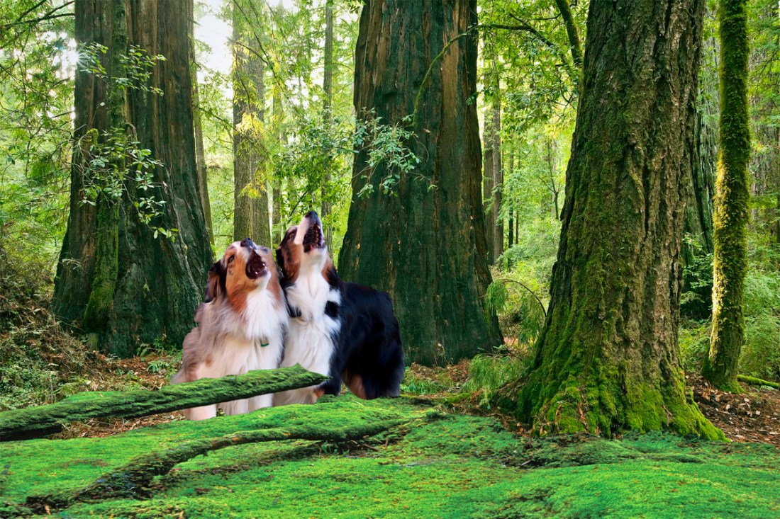 Save The Redwoods League at Big Basin