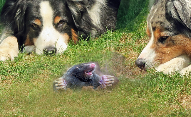 MoleDay.GaWy3_650x400